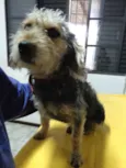 Spaghetti