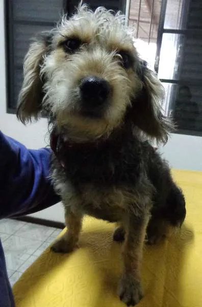 Cachorro ra a SRD idade 1 ano nome Spaghetti
