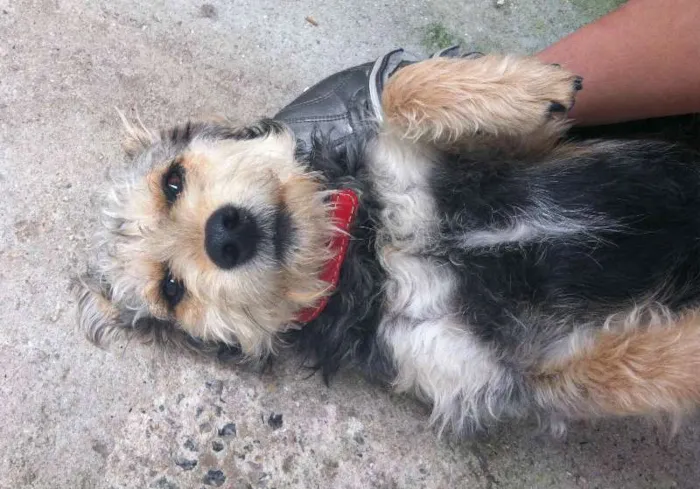 Cachorro ra a SRD idade 1 ano nome Spaghetti