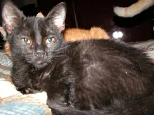 Gato raça SRD idade 2 a 6 meses nome Nelsinho