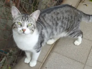 Gato raça SRD idade 2 anos nome Clô