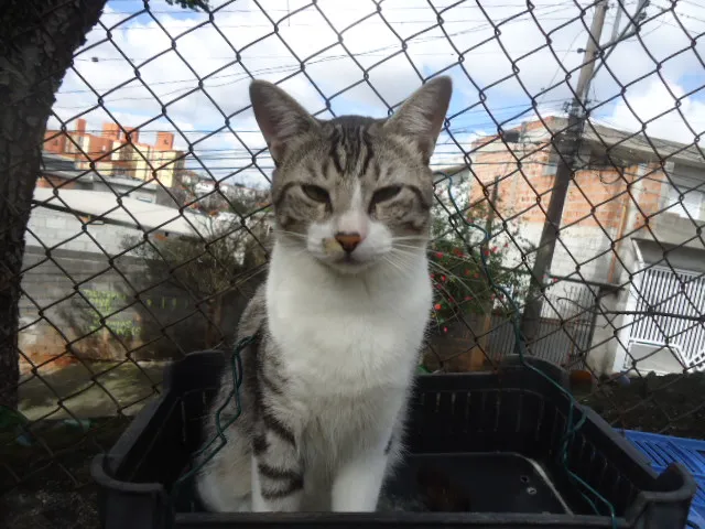 Gato ra a SRD idade 2 anos nome Clô