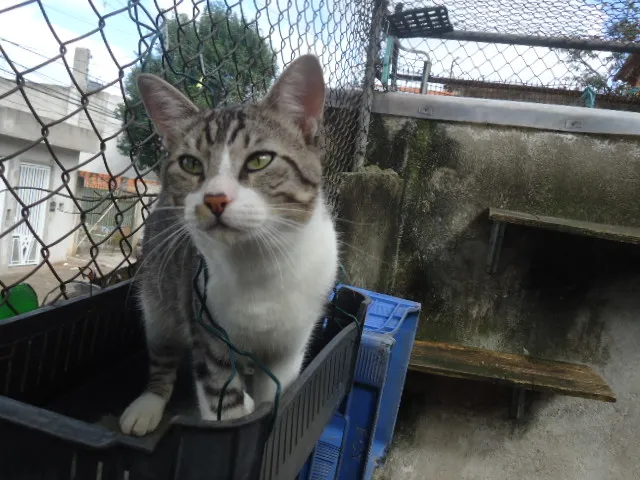 Gato ra a SRD idade 2 anos nome Clô