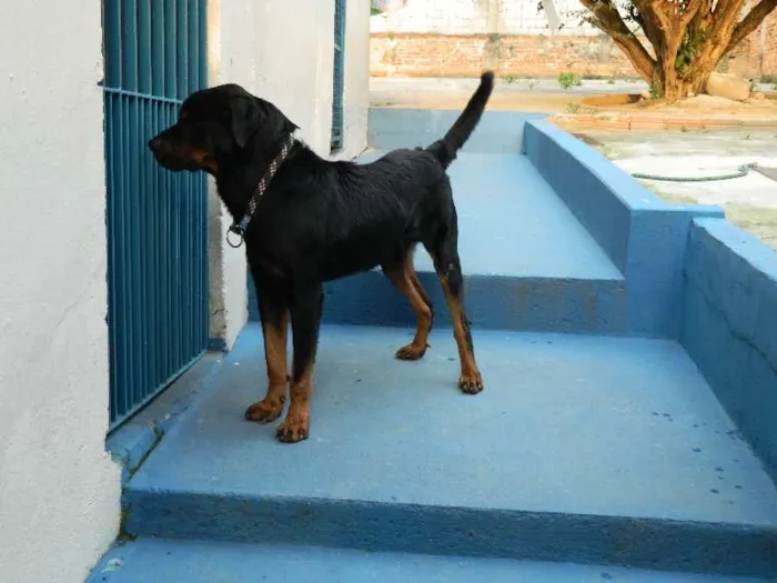 Cachorro ra a Rottweiler idade 2 anos nome Negão (nome provisó