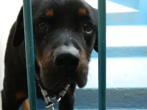 Cachorro raça Rottweiler idade 2 anos nome Negão (nome provisó