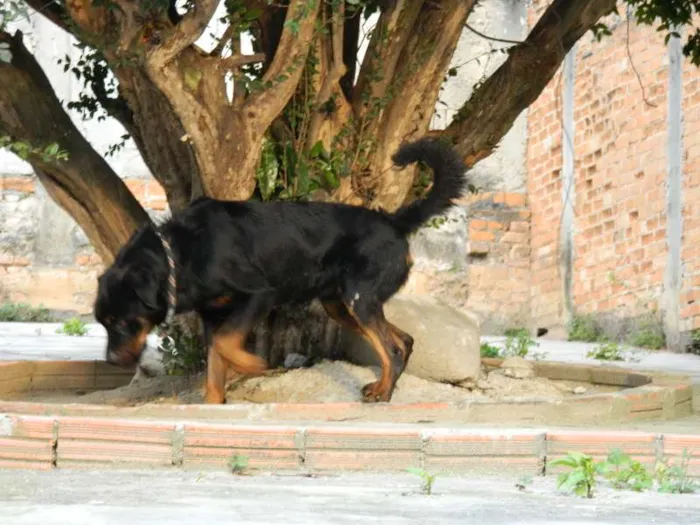 Cachorro ra a Rottweiler idade 2 anos nome Negão (nome provisó