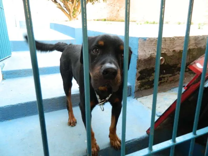 Cachorro ra a Rottweiler idade 2 anos nome Negão (nome provisó
