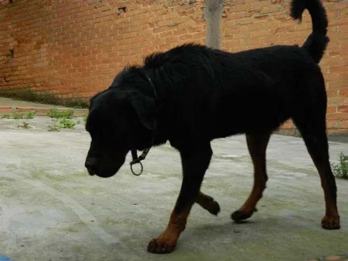 Cachorro ra a Rottweiler idade 2 anos nome Negão (nome provisó