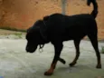 Negão (nome provisó