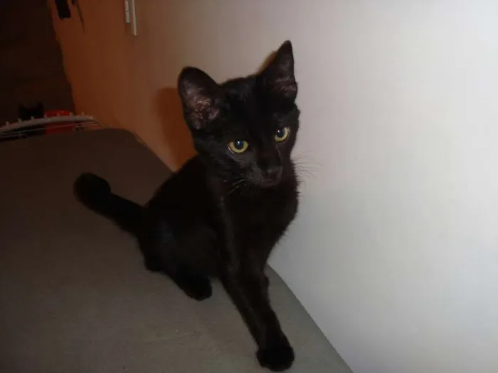 Gato ra a SRD idade 2 a 6 meses nome Wilson