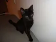 Wilson