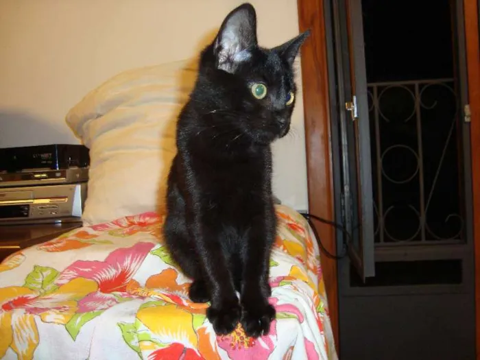 Gato ra a SRD idade 2 a 6 meses nome Wilson