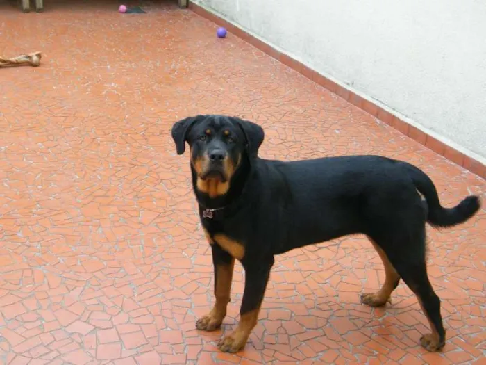 Cachorro ra a Rottweiler idade 1 ano nome Mel