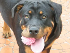 Cachorro raça Rottweiler idade 1 ano nome Mel