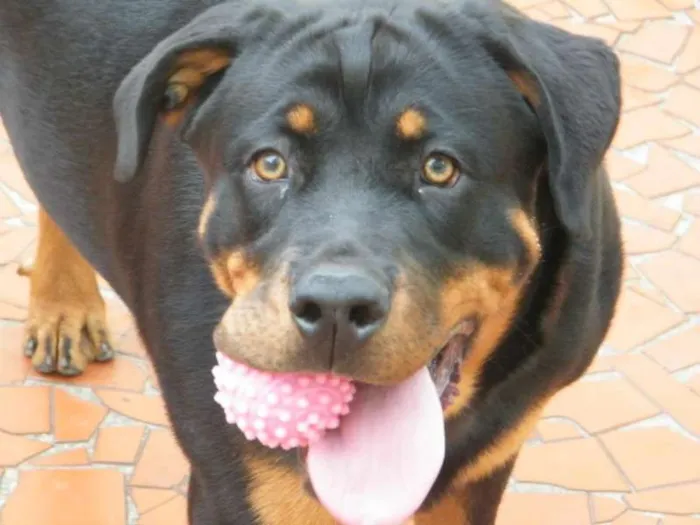 Cachorro ra a Rottweiler idade 1 ano nome Mel