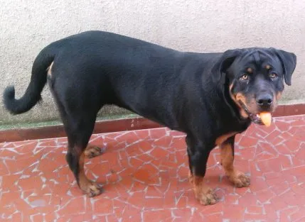 Cachorro ra a Rottweiler idade 1 ano nome Mel