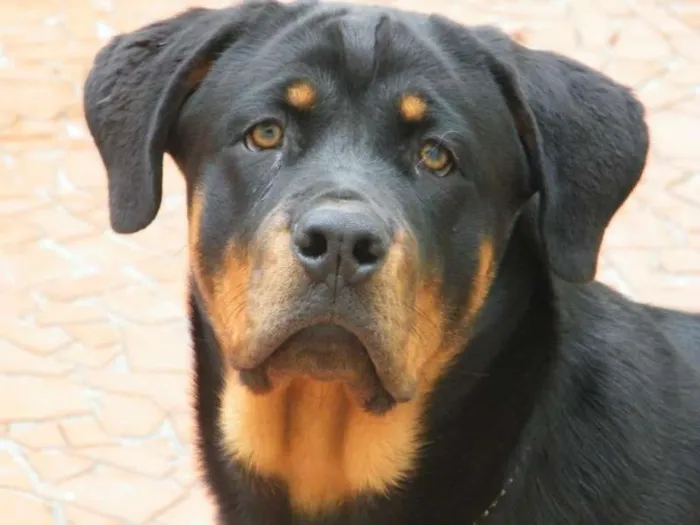 Cachorro ra a Rottweiler idade 1 ano nome Mel