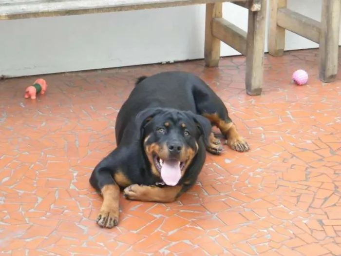 Cachorro ra a Rottweiler idade 1 ano nome Mel