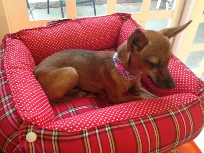 Cachorro ra a Pincher idade  nome Baby