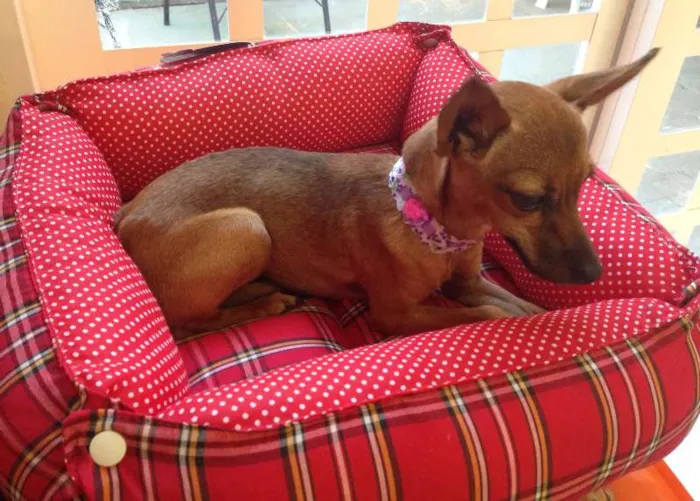 Cachorro ra a Pincher idade  nome Baby