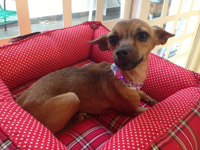 Cachorro ra a Pincher idade  nome Baby