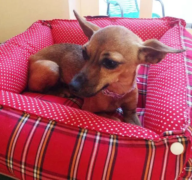 Cachorro ra a Pincher idade  nome Baby