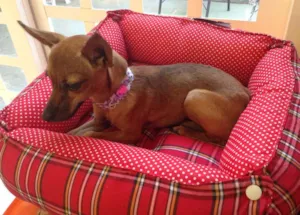 Cachorro raça Pincher idade  nome Baby