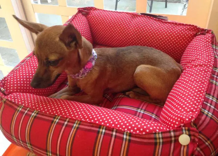 Cachorro ra a Pincher idade  nome Baby