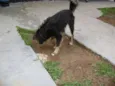 Cachorro raça MESTIÇO BORDER COLLIE idade 1 ano nome LINDO MESTIÇO BORDE
