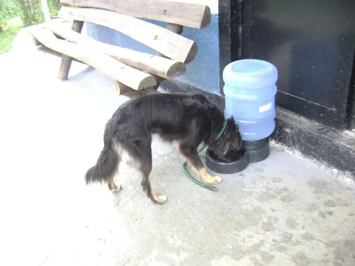 Cachorro raça MESTIÇO BORDER COLLIE idade 1 ano nome LINDO MESTIÇO BORDE