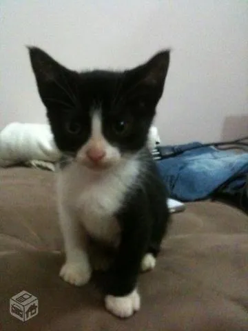Gato ra a SRD idade 2 a 6 meses nome Kate