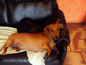 Cachorro raça teckel idade 6 ou mais anos nome Freddie GRATIFICA