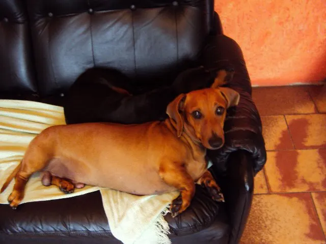 Cachorro ra a teckel idade 6 ou mais anos nome Freddie GRATIFICA