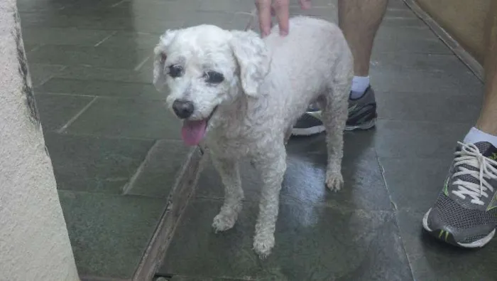 Cachorro ra a Poodle idade 6 ou mais anos nome Nâo sei