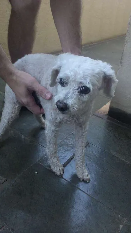Cachorro ra a Poodle idade 6 ou mais anos nome Nâo sei