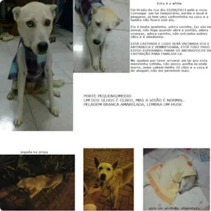 Cachorro raça SRD idade 2 anos nome WHITE