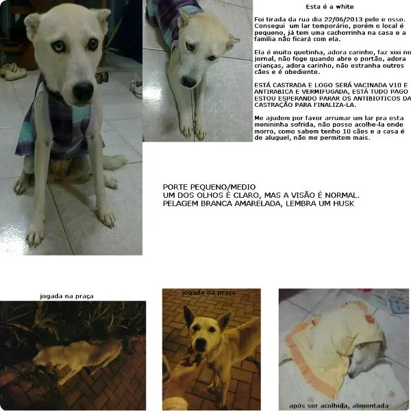 Cachorro ra a SRD idade 2 anos nome WHITE