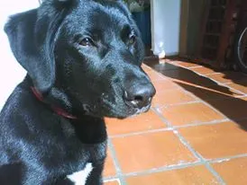 Cachorro raça labrador  idade 2 anos nome Urso