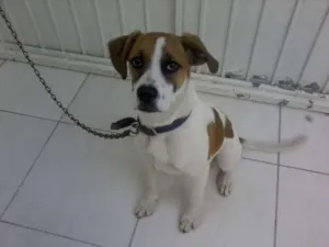Cachorro raça Boxer idade 2 a 6 meses nome guigo
