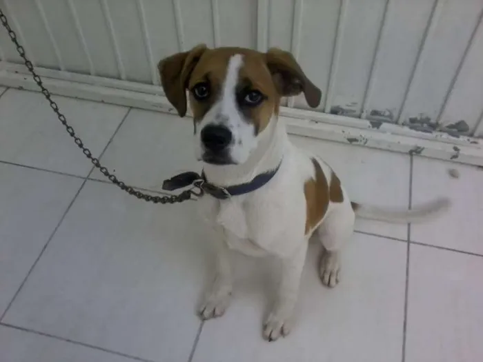 Cachorro ra a Boxer idade 2 a 6 meses nome guigo