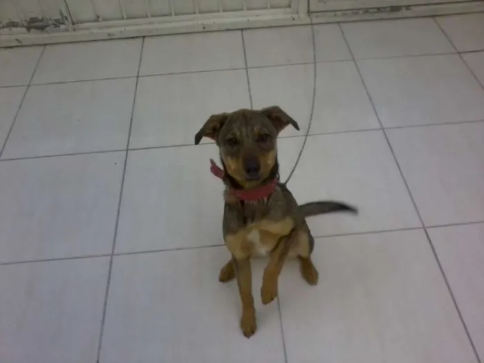 Cachorro ra a vira lata idade 2 a 6 meses nome mili