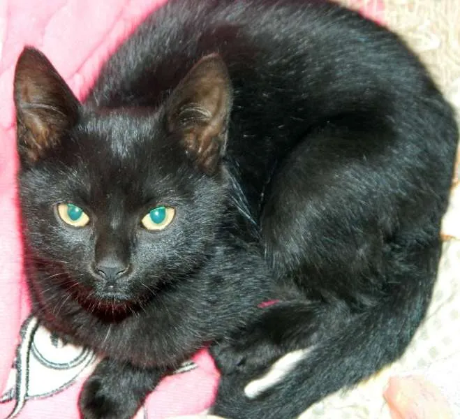 Gato ra a  idade 2 a 6 meses nome Varios