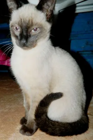 Gato raça  idade 2 a 6 meses nome Varios