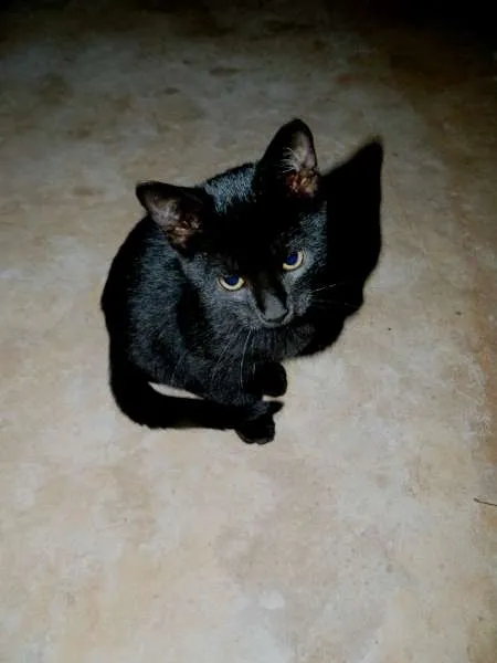 Gato ra a  idade 2 a 6 meses nome Varios