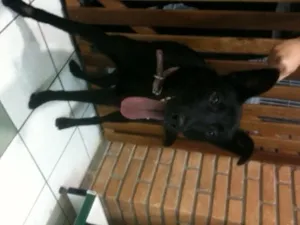 Cachorro raça SRD idade 7 a 11 meses nome ?