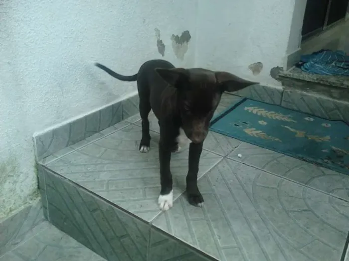 Cachorro ra a Indefinida idade 2 a 6 meses nome Meg