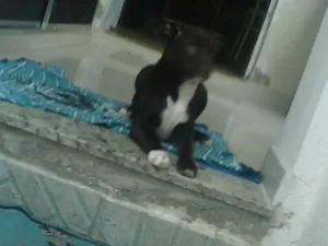 Cachorro raça Indefinida idade 2 a 6 meses nome Meg