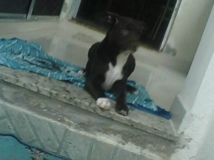 Cachorro ra a Indefinida idade 2 a 6 meses nome Meg