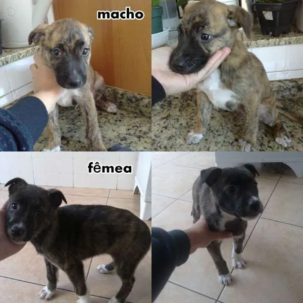 Cachorro ra a SRD idade 2 a 6 meses nome Nome á escolha do f