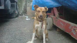 Cachorro raça SRD idade  nome THOR